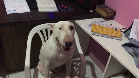 vídeodepornô|Foi dar pro cachorro pra ver como era entrou até o nó.